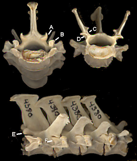 Anteater vertebrae showing xenarthrous process