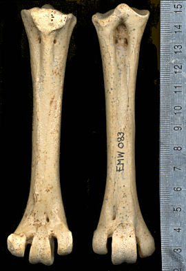 Tarsometatarsus of Breagyps clarki (Clark's Condor)