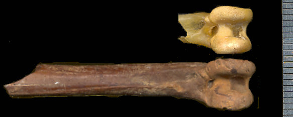 Fossil Geococcyx californianus conklingi and modern G. c. californianus distal tibiotarsus