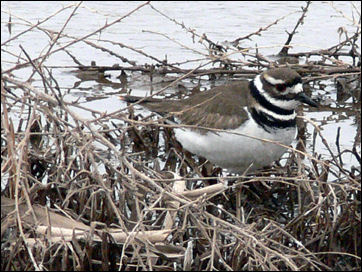 Killdeer, photograph by Sally King, National Park Service