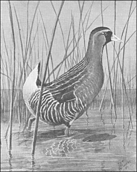 Porzana carolina