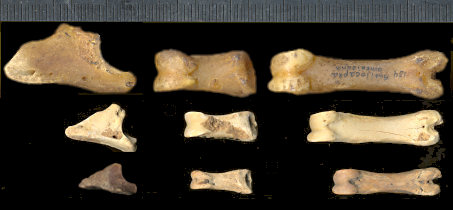 Comparison of phalanges of Antilocapra, Capromeryx, and Stockoceros