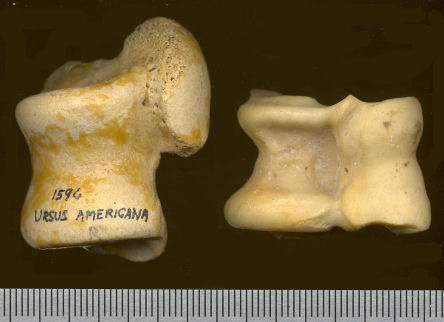 Astragalus of Ursus and Ovis