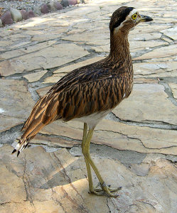 Burhinus bistriatus