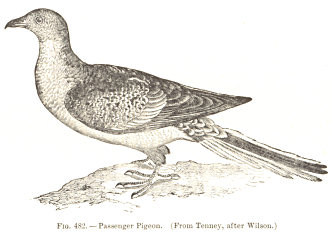 Passenger Pigeon