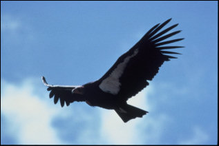 Gymnogyps californianus