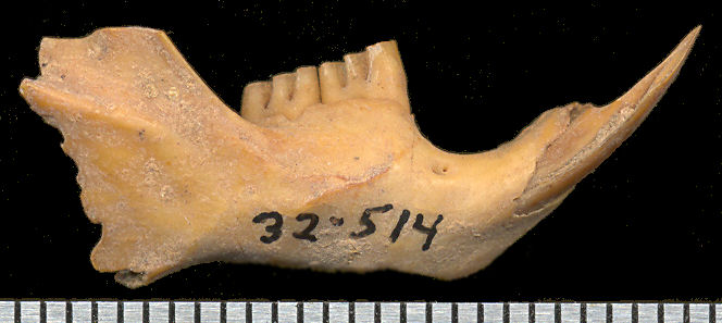 Neotoma mexicana dentary