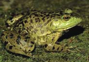 USGS photo of Lithobates catesbeianus
