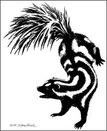 Zdinak drawing of a Spotted Skunk