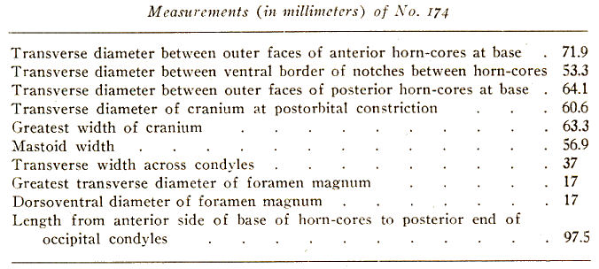 Measurements of the holotype of Stockoceros conklingi