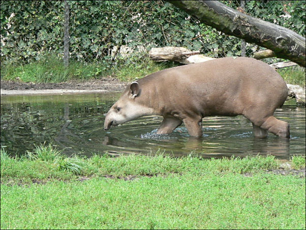 South American Tapir