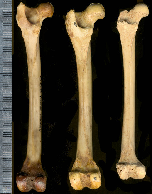 Vulpes femurs from NW Talus Slope, Dry Cave, and a modern example