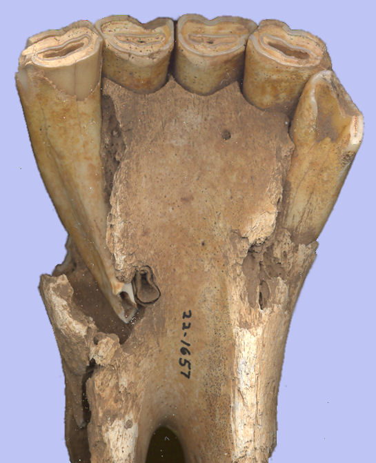 Equus scotti anterior lower jaw showing L i1-2 and R i1-3