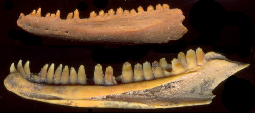 Fossil dentaries of Crotaphytus collaris