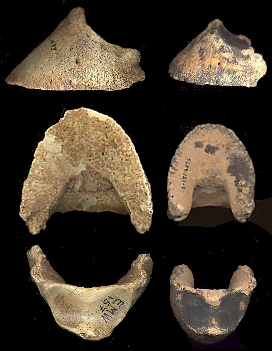 Three views of the third phalanges of <i>E. scotti</i> and <i>E. conversidens</i>