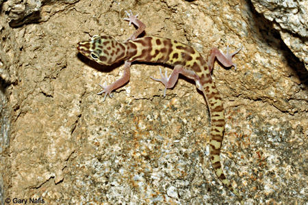Western Banded Gecko