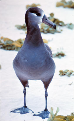 Phoebastria nigripes