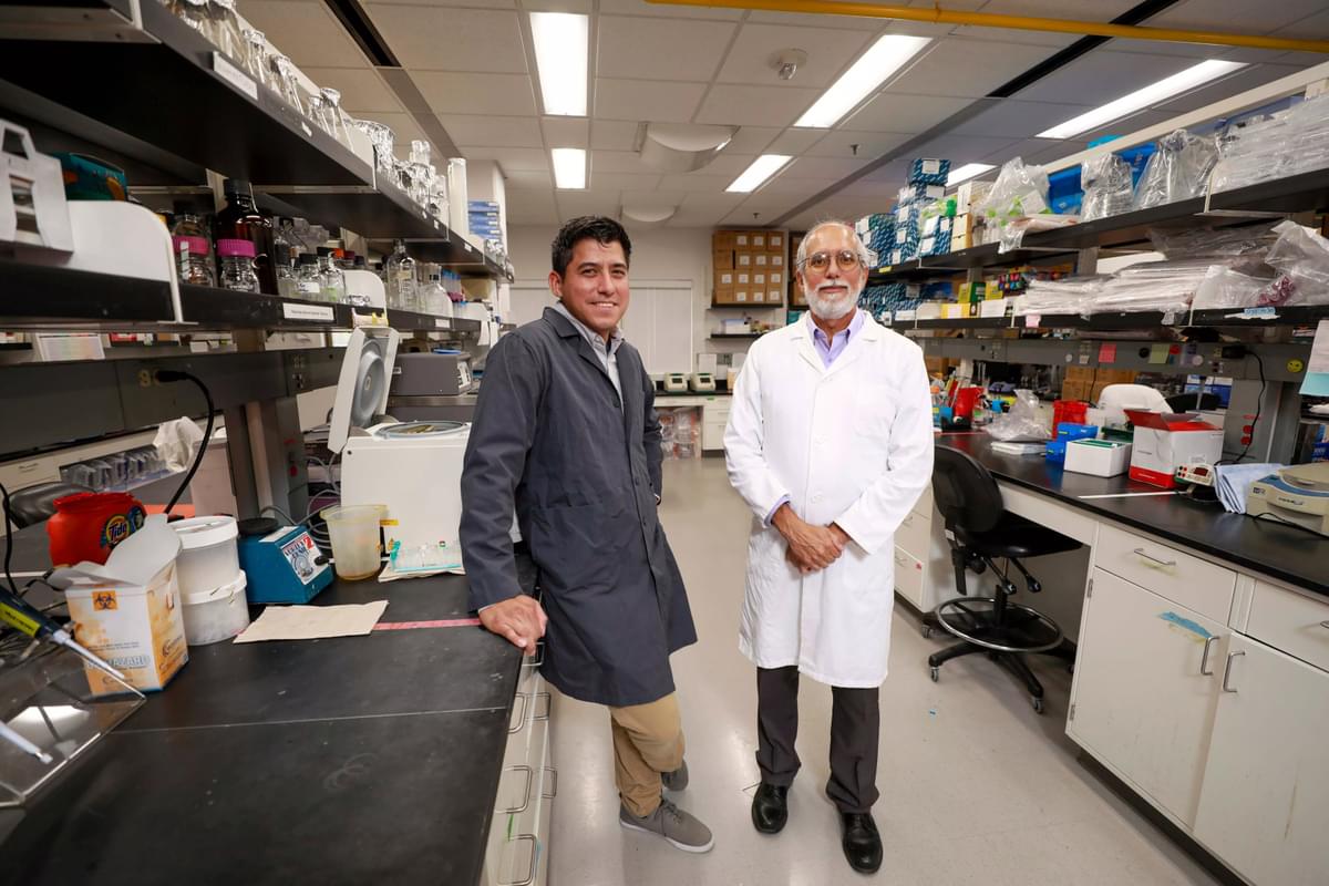 UTEP doctoral student Carlos Valenzuela, pictured at left, and Manuel Llano, M.D., Ph.D., are conducting research that may lead to a treatment for West Nile, dengue and Zika viruses, as well as a better way to predict a patient’s outcome with the viruses. The study is funded by a new $615,000 grant from the National Institute of Allergy and Infectious Disease, a branch of the National Institutes of Health. 