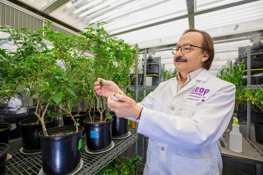 Jorge Gardea-Torresdey, Ph.D. examines a chile grown in an on-campus greenhouse used for research 