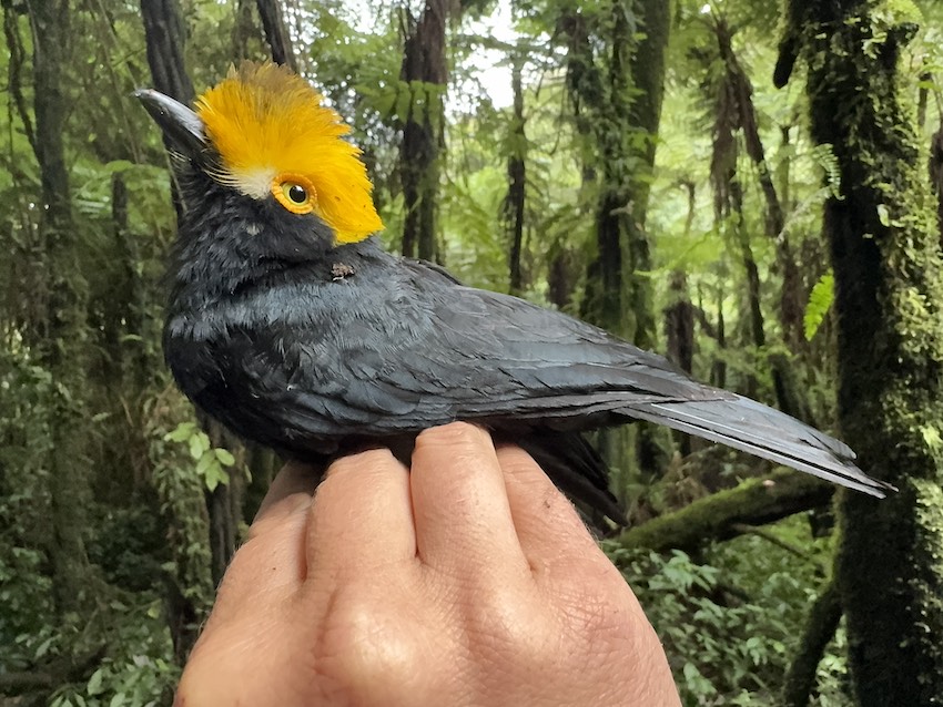 The first-ever photograph of the Yellow-crested Helmetshrike, or Prionops alberti, was taken during a recent expedition led by scientists at The University of Texas at El Paso. Credit: Matt Brady / The University of Texas at El Paso 