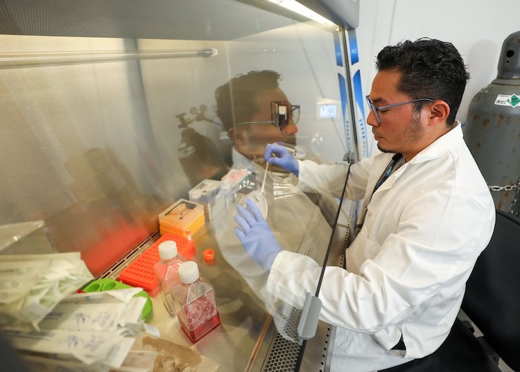 Fabian R. Villagomez, Ph.D., a postdoctoral researcher in the Department of Biological Sciences, is studying high-grade serous carcinoma, an aggressive form of ovarian cancer. His work has helped identify a new target, Claudin-4, that may make the cancer cells more vulnerable to treatment.  