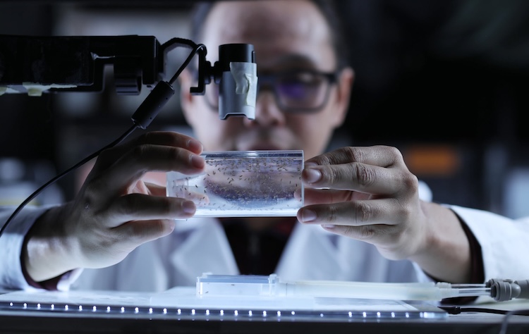 Paul Sabandal, Ph.D., co-author of a new paper in iScience and research assistant professor in UTEP’s Department of Biological Sciences, examines fruit flies under the microscope. The paper examines nighttime caffeine consumption in fruit flies and how it can increase impulsive behavior, potentially leading to reckless actions.  