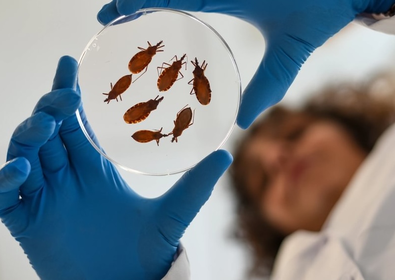 High Levels of Chagas Disease Parasite Found in Bugs Near U.S.-Mexico Border