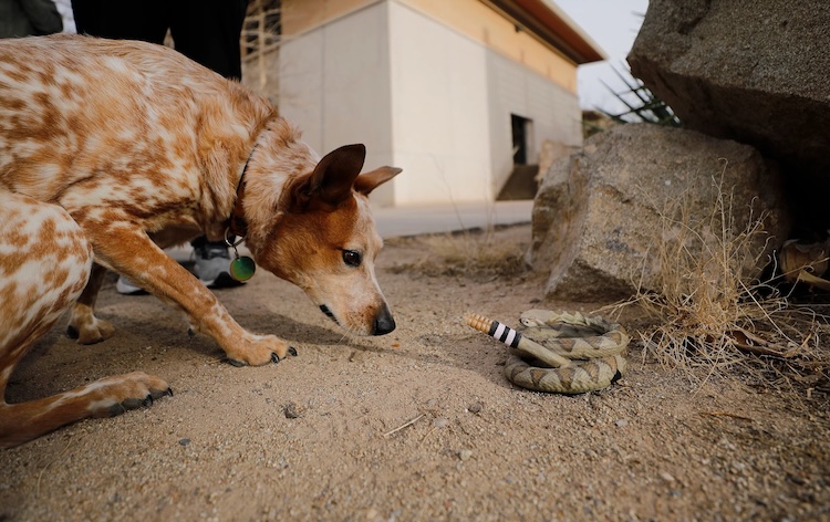 3D-Printed Rattlesnake Reveals How the Rattle Is a Warning Signal