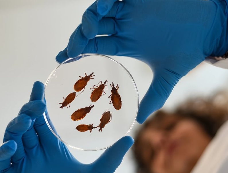 Chagas disease, caused by the parasite Trypanosoma cruzi – or T. cruzi – is primarily spread by blood-feeding insects known as kissing bugs. The new TESEO clinical trial, co-lead by UTEP, has demonstrated a safe, and just as effective treatment, for patients with the disease.  