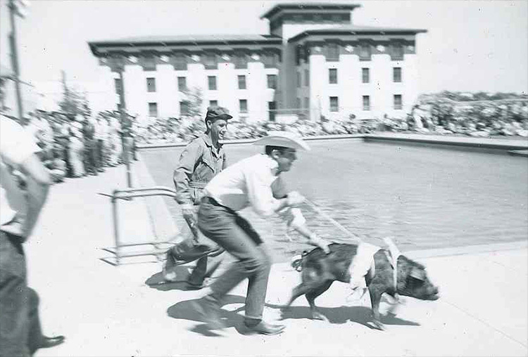 Lacy Pittman, center, and C. Coy Harrison, try to keep up with Miss Ima Hogg, a 65-pound Duroc sow, who the APO fraternity entered into the 1956 Miss TWC beauty pageant conducted around the college's pool, which is where the Undergraduate Learning Center now stands. Bell Hall is in the background.