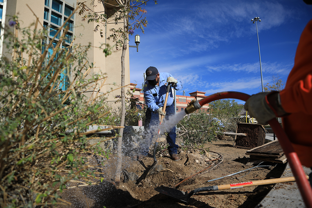 In celebration of Texas Arbor Day on Nov. 6, 2020, the grounds crew from UTEP’s facilities services planted Chinese pistache trees outside the Mike Loya Academic Services Building. The Arbor Day Foundation has recognized UTEP for its continuous efforts to be a sustainable green space. Photo: J.R. Hernandez / UTEP Communications 