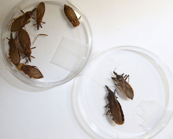 UTEP Scientists Awarded Patent for Chagas Disease Vaccine