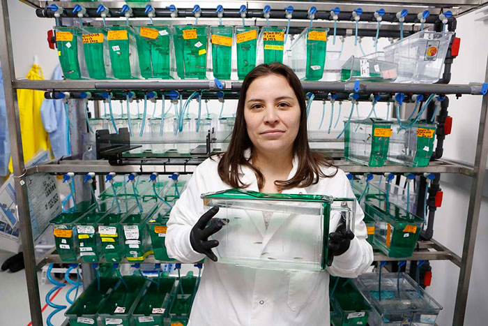 Anita Quintana, Ph.D., assistant professor in the Department of Biological Sciences holds a tank filled with zebrafish inside her laboratory in the Border Biomedical Research Center at The University of Texas at El Paso. Quintana was recently awarded a grant from the National Institutes of Health worth more than $700,000. The money will bolster her research utilizing zebrafish as model organisms to understand the molecular basis of developmental disorders through an understanding of how specific genes regulate normal development and disease. Photo: J.R. Hernandez / UTEP Communications 