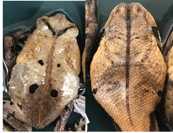 Eli Greenbaum, Ph.D., associate professor and director of biodiversity collections at UTEP, has published a study that demonstrates how a Congolese giant toad mimics the appearance and behavior of the venomous Gaboon viper to avoid being eaten by predators. The grapefruit-sized amphibian is a master of disguise that has an astonishing resemblance to the head of the highly venomous Gaboon viper.  
