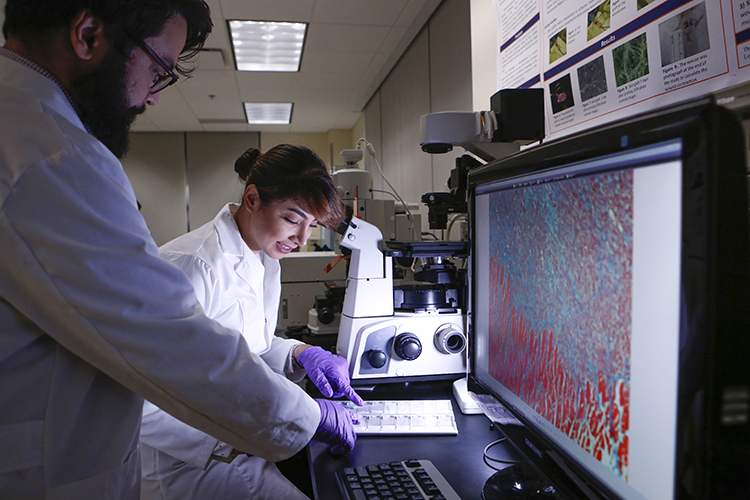 Students conduct research in the Biomedical Device, Delivery, and Diagnostic lab in the College of Engineering. Photo: UTEP Communications 