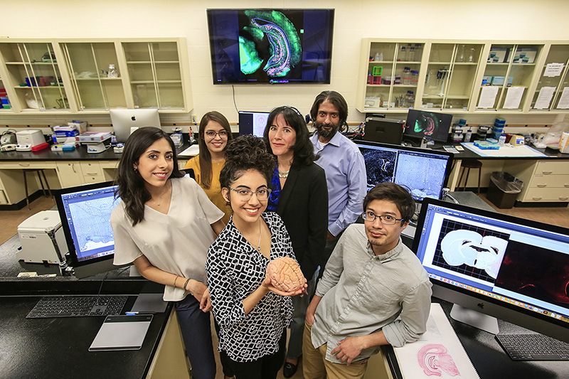 A research team led by Arshad Khan, Ph.D., associate professor of biological sciences and director of the UTEP Systems Neuroscience Laboratory, is partnering with Andrew Poulos, Ph.D., assistant professor of psychology at UAlbany, who is the principal investigator of a $1.89 million grant from the National Institute of Mental Health to determine how the brain circuits that underlie fear learning develop in male and female animals. The research team at UTEP includes, clockwise from top right: Arshad Khan; Ken Negishi, doctoral student in biological sciences; Andrea Pineda Sanchez, junior biological sciences major; Andrea Enriquez, senior biological sciences major; Vanessa Navarro, master’s student in biological sciences; and Christina D’Arcy, Ph.D., postdoctoral researcher. Photo: J.R. Hernandez / UTEP Communications 