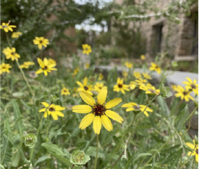Water Saved, Beauty Gained: Cultivating Colorful Native Flora 