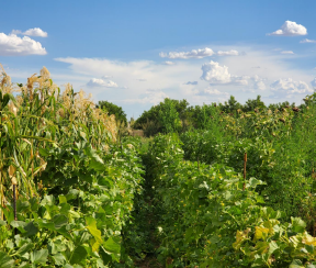 Les Sembrantes: A Celebration of Desert Foodways Culture
