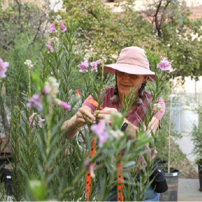 Spruce Up Garden at FloraFest 