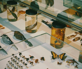 Biodiversity Collections Tour 
