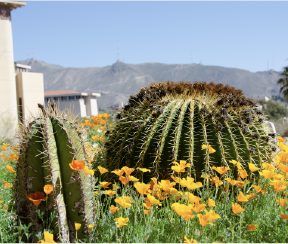 Get Inspired at FloraFest Preview
