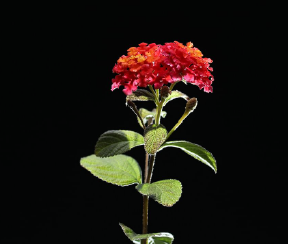 Talk on Natural Night in Chihuahuan Desert 