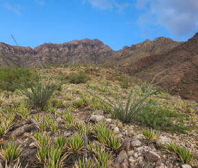 Ecosystems in the Southwest