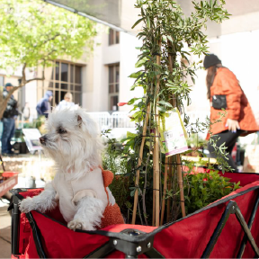 Spruce Up Your Garden at FloraFest 