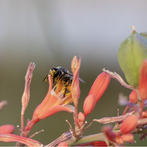 Prepare for New Season at Pop-Up Plant Sale