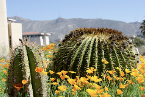 Get Inspired at FloraFest Preview