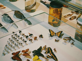 Get Rare Glimpse at Biodiversity Collections at Tour