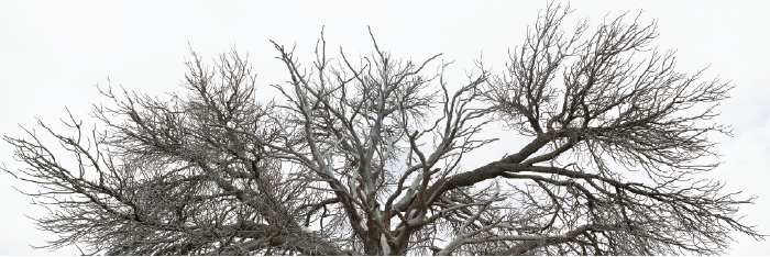 Subhankar Banerjee, Dead Pinon Where Birds Gather in Autumn: On My Way to the Powerline, 2009.