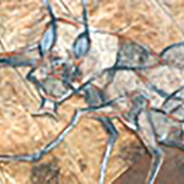 Leaf with Grasshopper