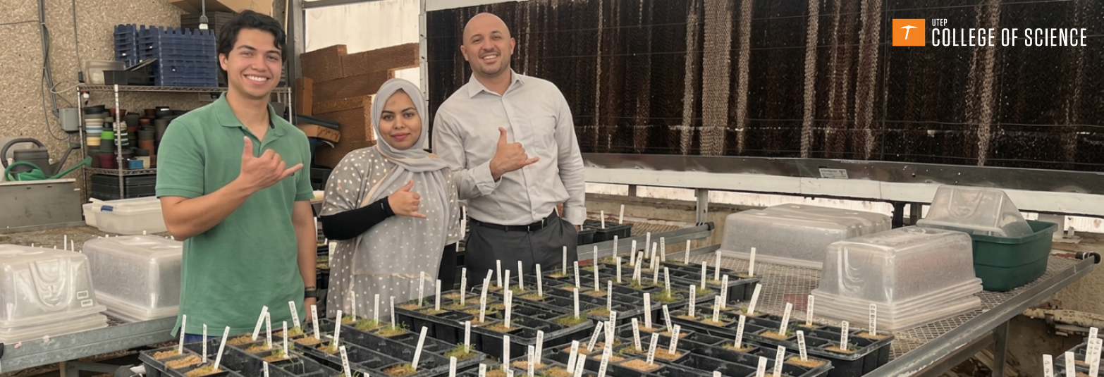 Low-Cost Spray to Grow Tomatoes in Salty Soils 
